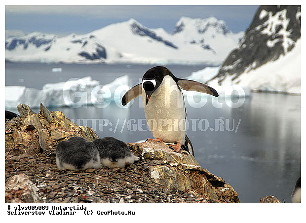 ����������, �����, ������� �����, ������� �����, Antarctic, XYZ, �����������, ��������, Spheniscidae, ����������������� �������, ���������� �������, Pygoscelis papua