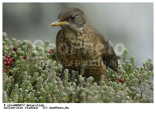����������, �����, �����, �����, XYZ, ���������, Turdidae, ���������� �����, Turdus falcklandii? ������������� �����