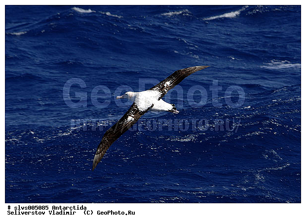 ����������, �����, ������� �����, ������� �����, XYZ, �������������, Diomedeidae, ������������� ���������, Diomedea exulans