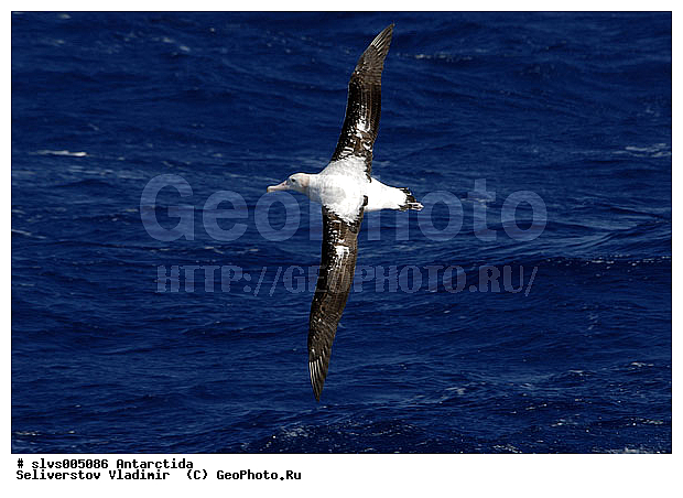 ����������, �����, ������� �����, ������� �����, XYZ, �������������, Diomedeidae, ������������� ���������, Diomedea exulans