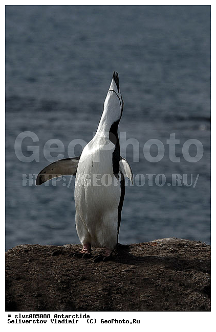 ����������, �����, ������� �����, ������� �����, Antarctic, XYZ, �����������, ��������, Spheniscidae, �������������� �������, Pygoscelis antarctica