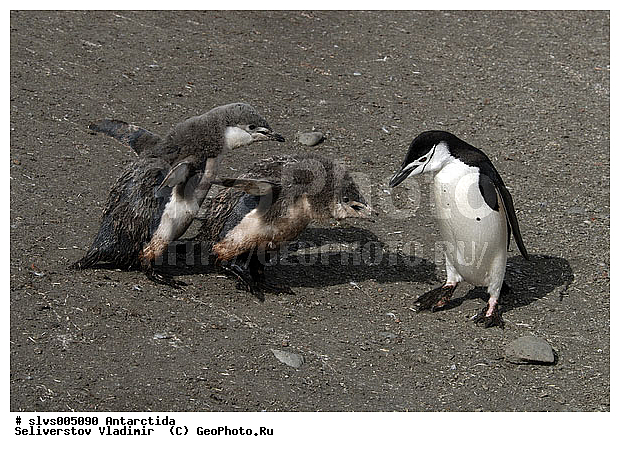 ����������, �����, ������� �����, ������� �����, Antarctic, XYZ, �����������, ��������, Spheniscidae, �������������� �������, Pygoscelis antarctica