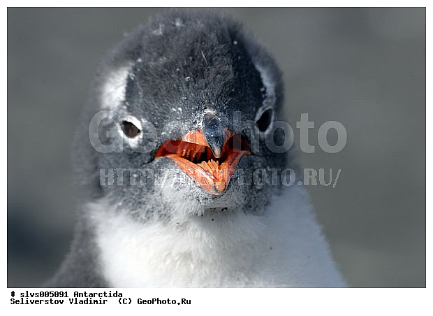 ����������, �����, ������� �����, ������� �����, Antarctic, XYZ, �����������, ��������, Spheniscidae, ����������������� �������, ���������� �������, Pygoscelis papua