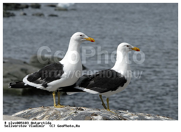 ����������, �����, ������� �����, ������� �����, XYZ, ��������, Laridae, ������������� �����, Larus dominicanus