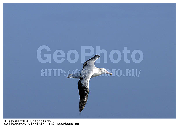 ����������, �����, ������� �����, ������� �����, XYZ, �������������, Diomedeidae, ������������� ���������, Diomedea exulans