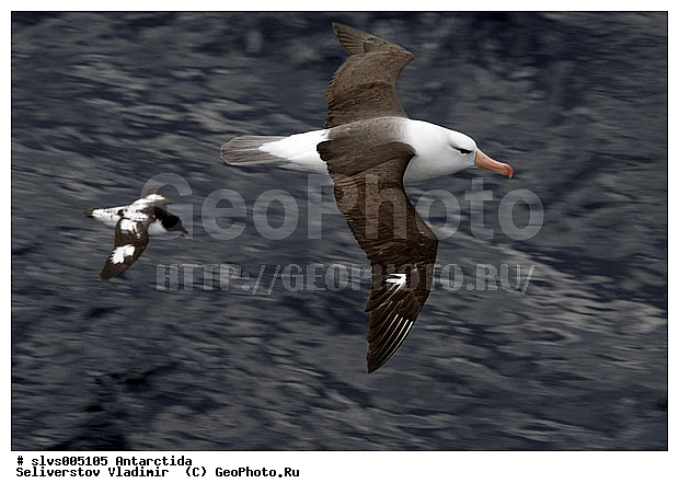 ����������, �����, ������� �����, ������� �����, XYZ, �������������, Diomedeidae, ����������� ���������, Thalassarche melanophris, Thalassarche melanophrys, Diomedea melanophris, ������� �������, Daption capense, ���������������, Procellariidae