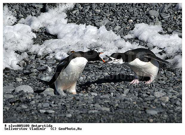 ����������, �����, ������� �����, ������� �����, Antarctic, XYZ, �����������, ��������, Spheniscidae, �������������� �������, Pygoscelis antarctica