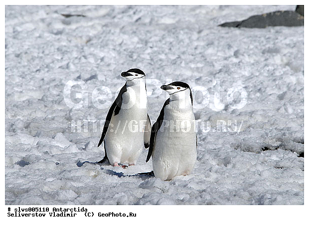 ����������, �����, ������� �����, ������� �����, Antarctic, XYZ, �����������, ��������, Spheniscidae, �������������� �������, Pygoscelis antarctica
