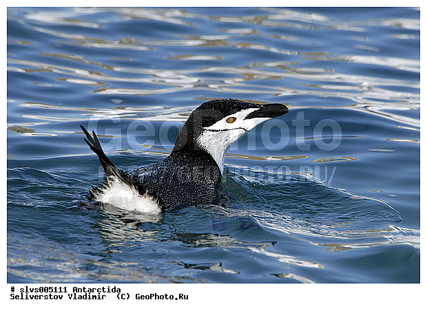 ����������, �����, ������� �����, ������� �����, Antarctic, XYZ, �����������, ��������, Spheniscidae, �������������� �������, Pygoscelis antarctica