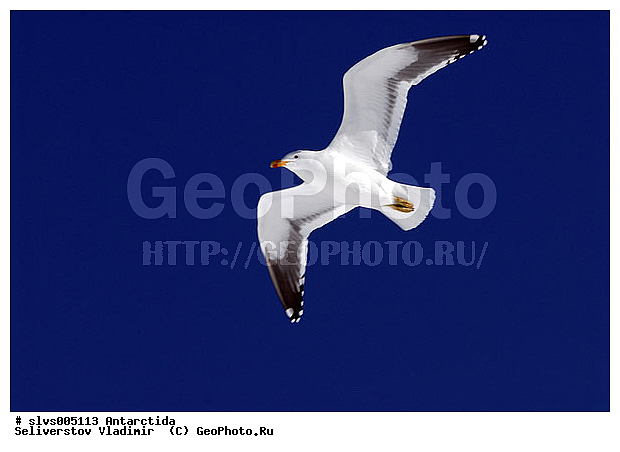 ����������, �����, ������� �����, ������� �����, XYZ, ��������, Laridae, ������������� �����, Larus dominicanus