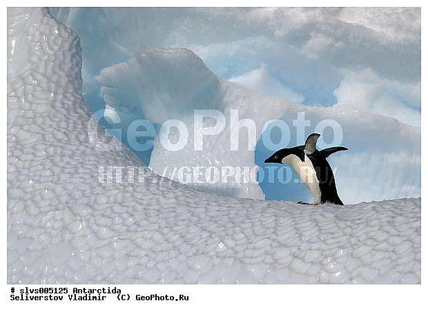����������, �����, ������� �����, ������� �����, Antarctic, XYZ, �����������, ��������, Spheniscidae, ������� �����, Pygoscelis adeliae