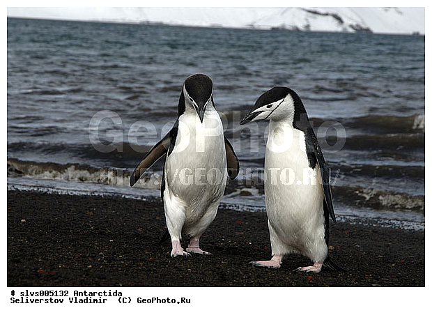 ����������, �����, ������� �����, ������� �����, Antarctic, XYZ, �����������, ��������, Spheniscidae, �������������� �������, Pygoscelis antarctica