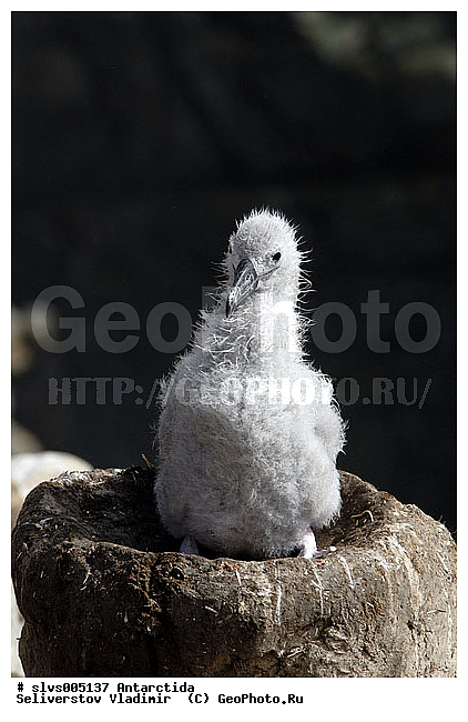 ����������, �����, ������� �����, ������� �����, XYZ, �������������, Diomedeidae, ����������� ���������, Thalassarche melanophris, Thalassarche melanophrys, Diomedea melanophris