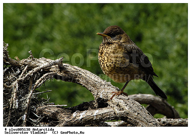 ����������, �����, �����, �����, XYZ, ���������, Turdidae, ���������� �����, Turdus falcklandii? ������������� �����