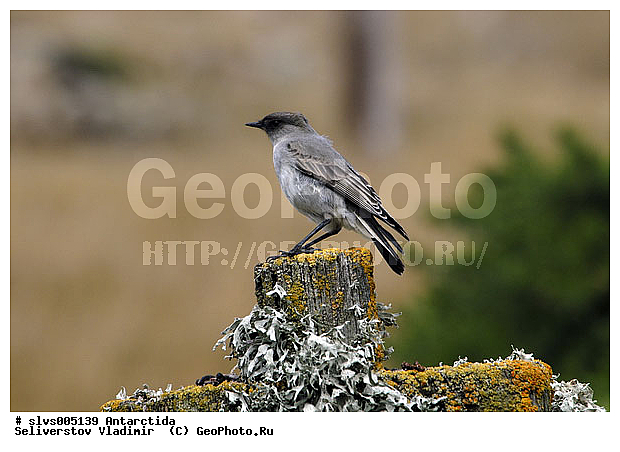 ����������, �����, �����, �����, XYZ, ����������, ���������� ���������, Tyrannidae, �������� �������� ������, Muscisaxicola maclovianus, Muscisaxicola macloviana