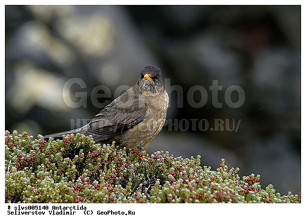 ����������, �����, �����, �����, XYZ, ���������, Turdidae, ���������� �����, Turdus falcklandii? ������������� �����