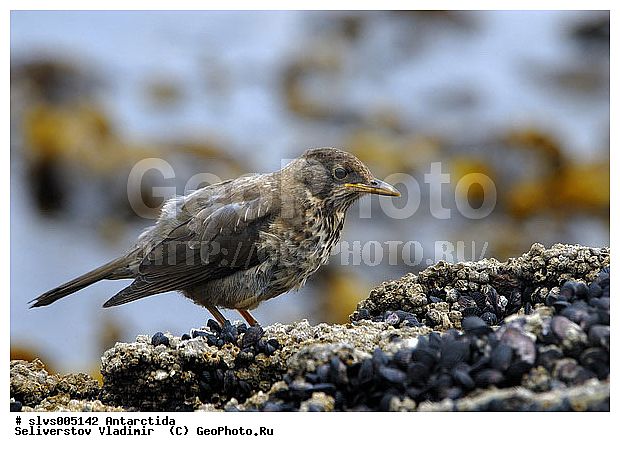 ����������, �����, �����, �����, XYZ, ���������, Turdidae, ���������� �����, Turdus falcklandii? ������������� �����
