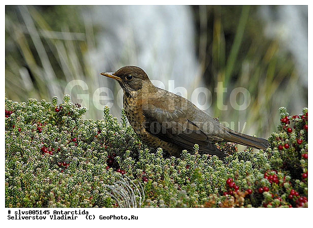 ����������, �����, �����, �����, XYZ, ���������, Turdidae, ���������� �����, Turdus falcklandii? ������������� �����