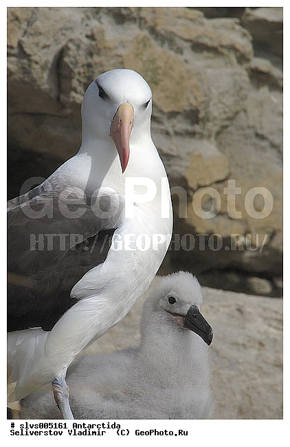 ����������, �����, ������� �����, ������� �����, XYZ, �������������, Diomedeidae, ����������� ���������, Thalassarche melanophris, Thalassarche melanophrys, Diomedea melanophris