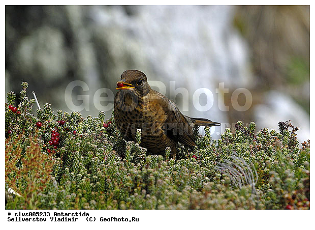 ����������, �����, �����, �����, XYZ, ���������, Turdidae, ���������� �����, Turdus falcklandii? ������������� �����
