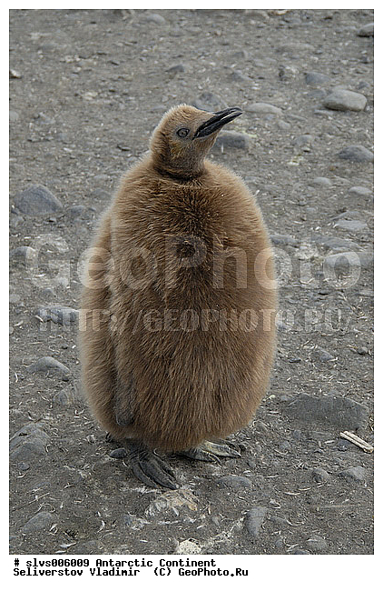 ����������, , �����, ����������� �������, Aptenodytes patagonicus, �����������, ��������, Spheniscidae, ������� ����� �������, ������, XYZ