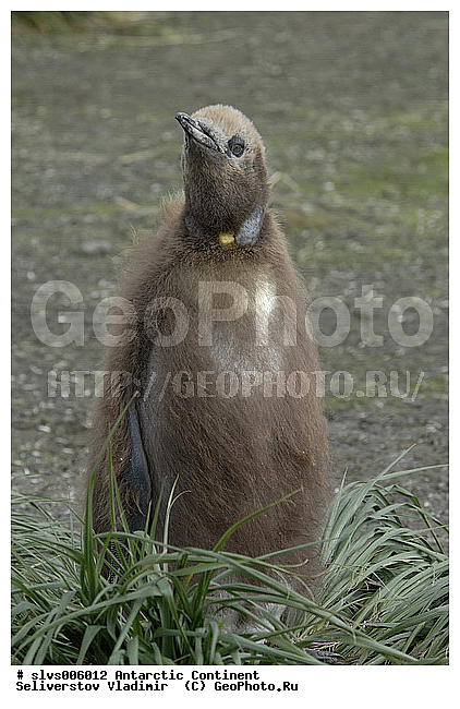 ����������, �������, �����, ����������� �������, Aptenodytes patagonicus, �����������, ��������, Spheniscidae, ������� ����� �������, ������ �� ����� ������, ������, XYZ