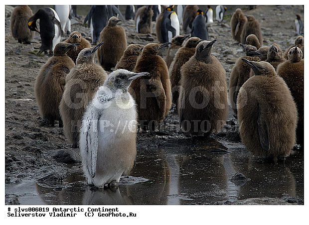 ����������, �����������, ��������, �������, ������, ������, �����, ����������� �������, Aptenodytes patagonicus, �����������, ��������, Spheniscidae, ������� ����� �������, ������ �� ����� ������, ������, XYZ