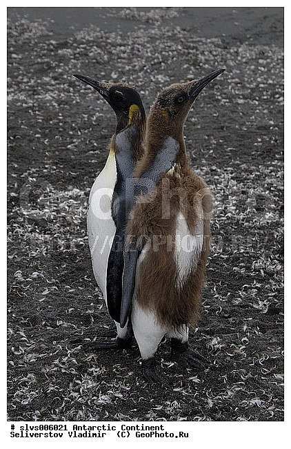 ����������, ������, ����, ������������� �������, ����, �������, �����, ���������, ����������� �������, Aptenodytes patagonicus, �����������, ��������, Spheniscidae, ������� ����� �������, ������ �� ����� ������, ������, XYZ