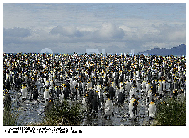 ����������, �������, �����, ����������� �������, Aptenodytes patagonicus, �����������, ��������, Spheniscidae, ������� ����� �������, XYZ
