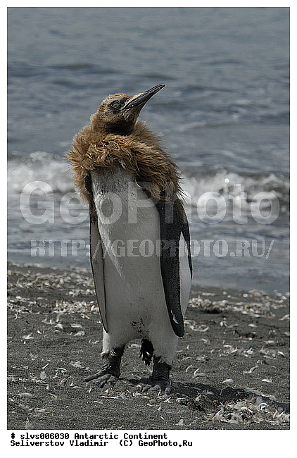 ����������, �������, �����, ����������� �������, Aptenodytes patagonicus, �����������, ��������, Spheniscidae, ������� ����� �������, ������ �� ����� ������, ������, XYZ