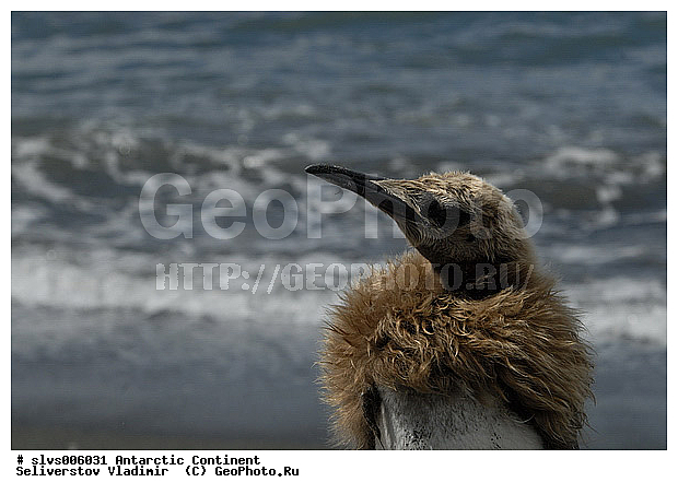 ����������, �������, �����, ����������� �������, Aptenodytes patagonicus, �����������, ��������, Spheniscidae, ������� ����� �������, ������ �� ����� ������, ������, XYZ