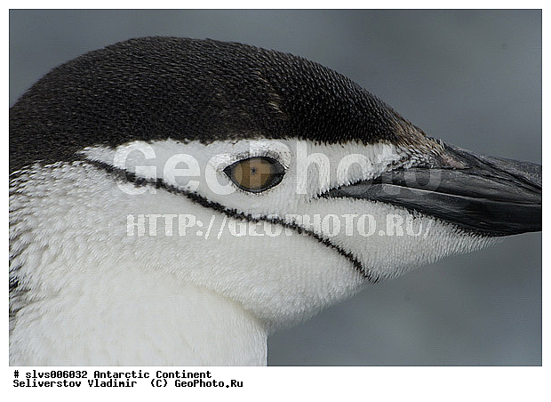 ����������, �������, ����������� ������, �����, �������������� �������, Pygoscelis antarctica, �����������, ��������, Spheniscidae, XYZ