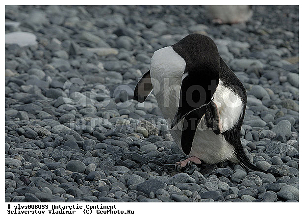 ����������, �������, �����, �������������� �������, Pygoscelis antarctica, �����������, ��������, Spheniscidae, XYZ
