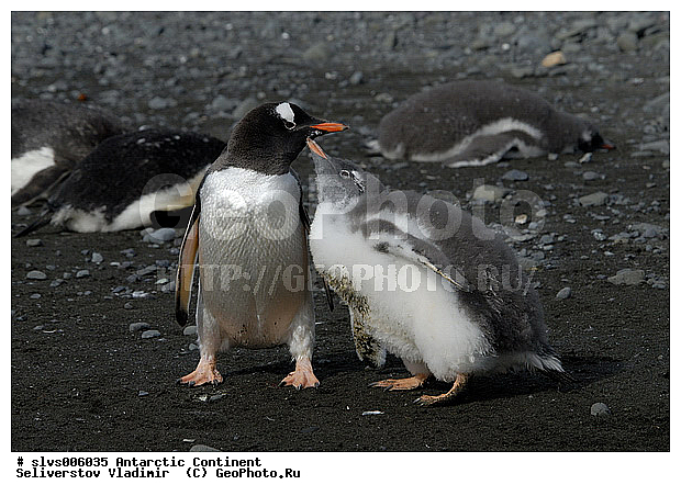 ����������, �������, �����, ����������������� �������, ���������� �������, Pygoscelis papua,�����������, ��������, Spheniscidae, XYZ