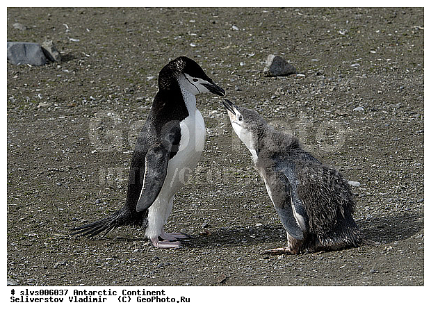 ����������, �������, �����, �������������� �������, Pygoscelis antarctica, �����������, ��������, Spheniscidae, XYZ