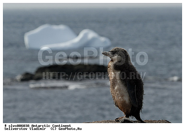 ����������, �������, �����, ������� �����, ������� �����, Antarctic, XYZ, �����������, ��������, Spheniscidae, �������������� �������, Pygoscelis antarctica