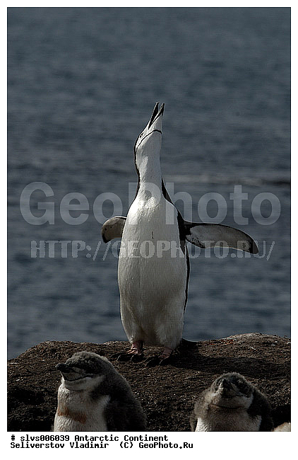 ����������, �������, �����, �������������� �������, Pygoscelis antarctica, �����������, ��������, Spheniscidae, XYZ