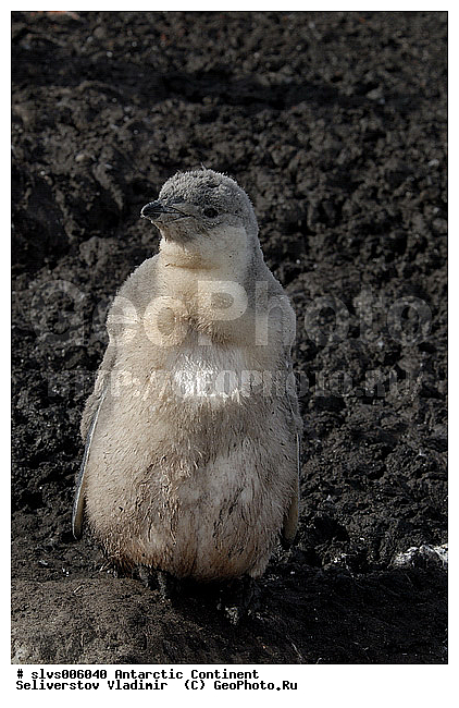 ����������, �������, �����, ������� �����, ������� �����, Antarctic, XYZ, �����������, ��������, Spheniscidae, �������������� �������, Pygoscelis antarctica