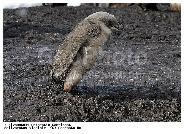 ����������, �������, �����, ������� �����, ������� �����, Antarctic, XYZ, �����������, ��������, Spheniscidae, �������������� �������, Pygoscelis antarctica