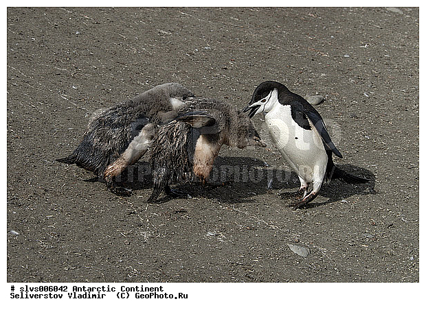 ����������, �������, �����, �������������� �������, Pygoscelis antarctica, �����������, ��������, Spheniscidae, XYZ