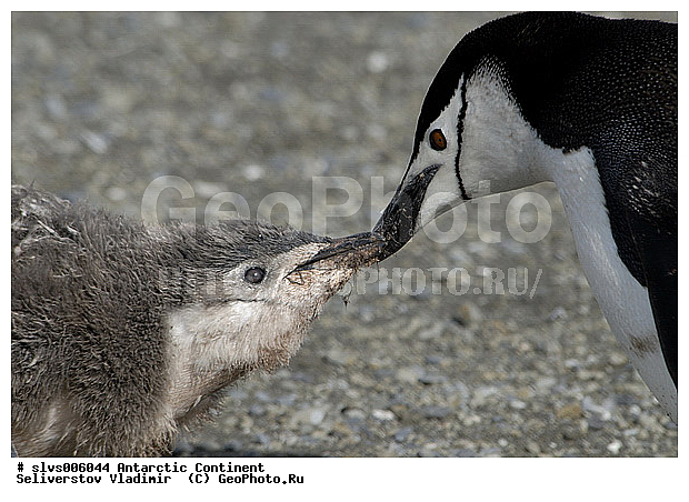 ����������, �������, �����, �������������� �������, Pygoscelis antarctica, �����������, ��������, Spheniscidae, XYZ