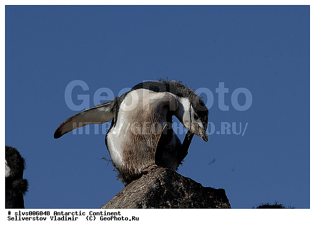 ����������, �������, �����, �������������� �������, Pygoscelis antarctica, �����������, ��������, Spheniscidae, �������������� �������, Pygoscelis antarctica, Chinstrap Penguin, �����������, ��������, Spheniscidae, XYZ