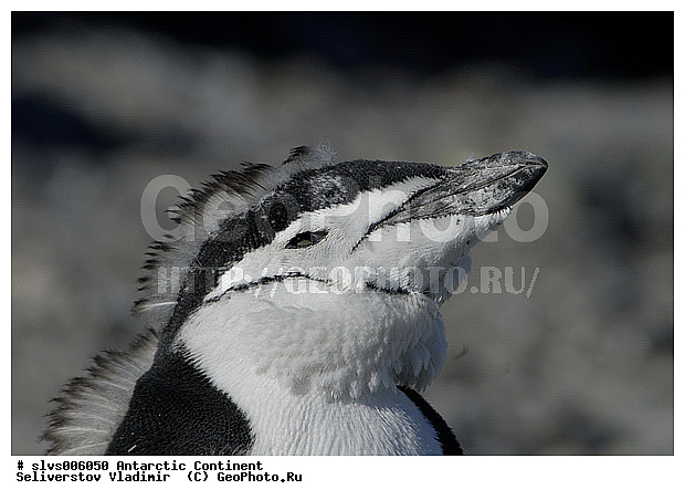 ����������, �������, �����, �������������� �������, Pygoscelis antarctica, Chinstrap Penguin, �����������, ��������, Spheniscidae, XYZ