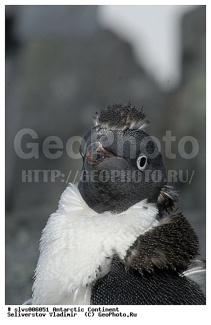 ����������, �������, �����, ������� �����, Pygoscelis adeliae,�����������, ��������, Spheniscidae, XYZ