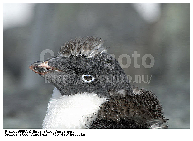 ����������, �������, �����, ������� �����, Pygoscelis adeliae,�����������, ��������, Spheniscidae, XYZ