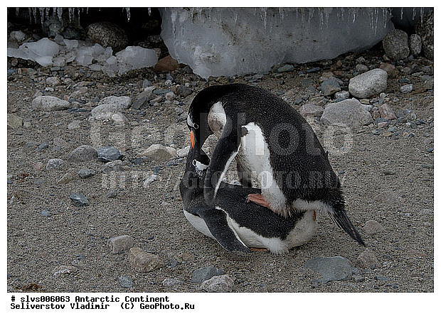 ����������, �������, �����, ����������������� �������, ���������� �������, Pygoscelis papua,�����������, ��������, Spheniscidae, XYZ