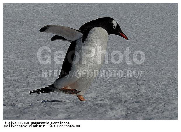 ����������, �������, �����, ����������������� �������, ���������� �������, Pygoscelis papua,�����������, ��������, Spheniscidae, XYZ