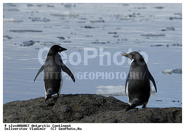 ����������, ������, ����, ����, �������, �����, ���������, ������� �����, Pygoscelis adeliae,�����������, ��������, Spheniscidae, XYZ