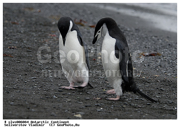 ����������, ������, ����, ����, �������, �����, ���������, �������������� �������, Pygoscelis antarctica, Chinstrap Penguin, �����������, ��������, Spheniscidae, XYZ
