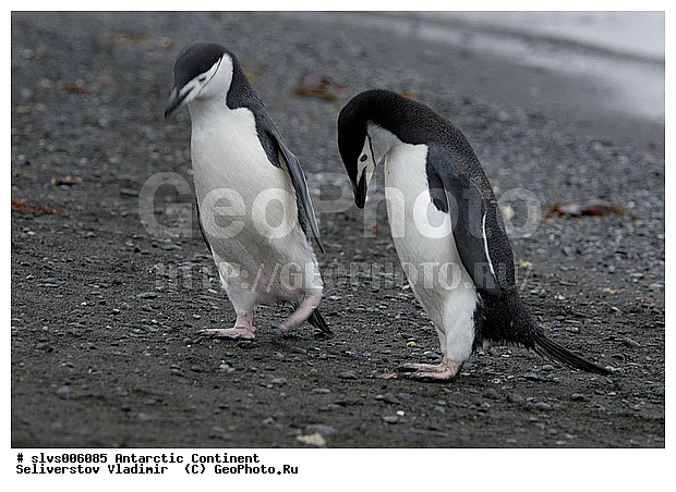 ����������, ������, ����, ����, �������, �����, ���������, �������������� �������, Pygoscelis antarctica, Chinstrap Penguin, �����������, ��������, Spheniscidae, XYZ